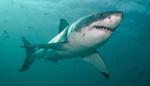 Great White image