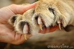 Griffe du Lion image